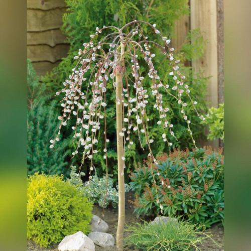 Ива козья Пендула на штамбе