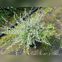 Ива ползучая Грин Карпет