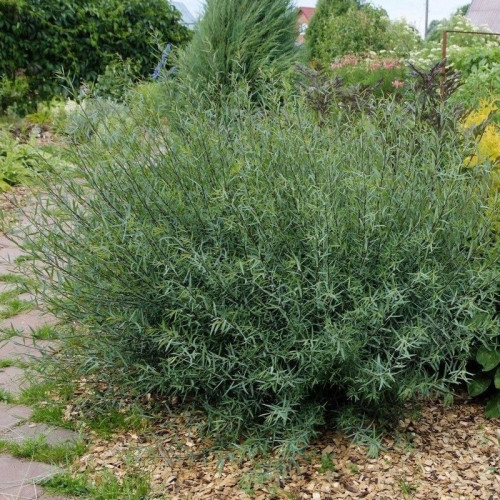 Ива пурпурная «Нана»