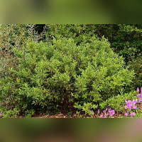 Ива тонкостолбиковая «Меланостахис» на штамбе