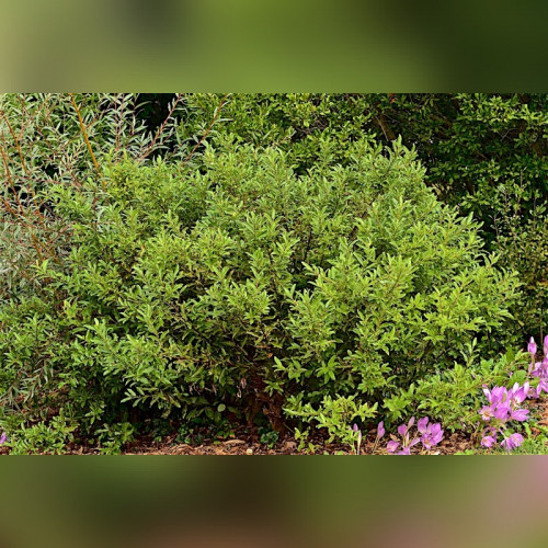 Ива тонкостолбиковая «Меланостахис» на штамбе