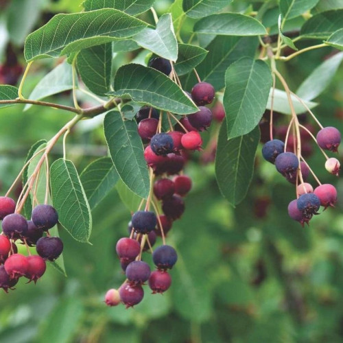 Ирга «Ламарка»