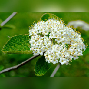 Калина гордовина «Ауреа»