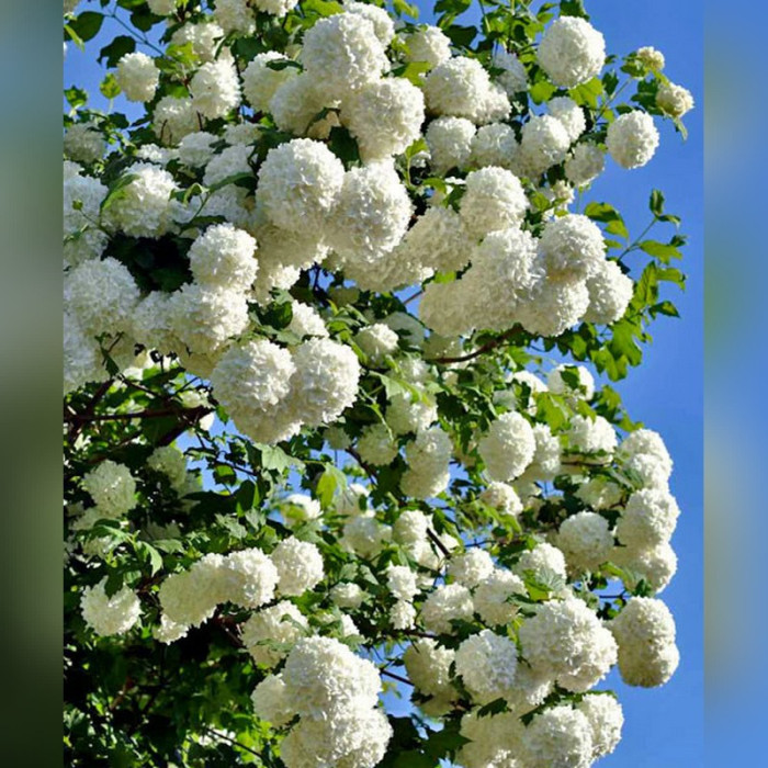 Калина Бульденеж (Roseum)
