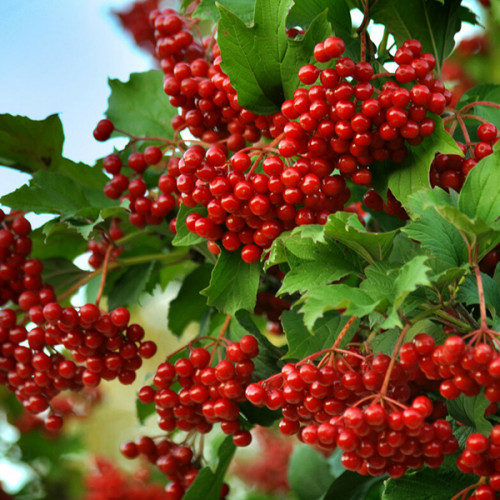 Калина обыкновенная