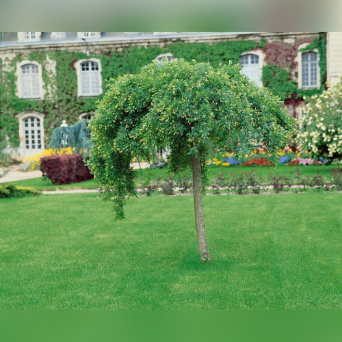 Карагана древовидная «Пендула» на штамбе