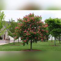 Каштан конский мясо-красный «Бриоти»