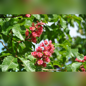 Каштан конский мясо-красный Ауреямаргината