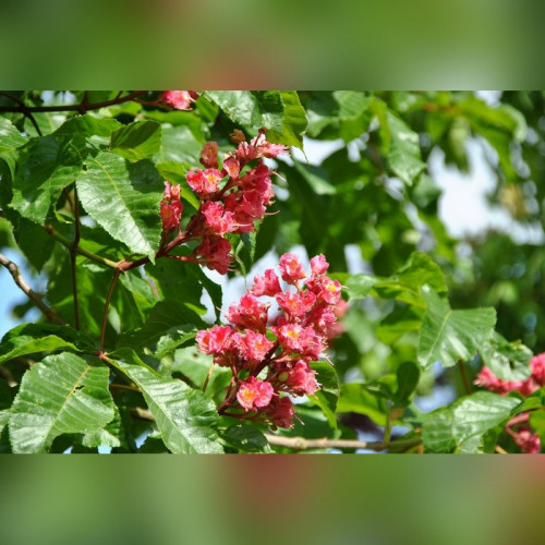 Каштан конский мясо-красный Ауреямаргината