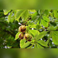 Каштан обыкновенный конский
