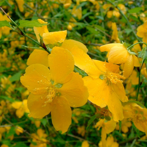 Керрия японская