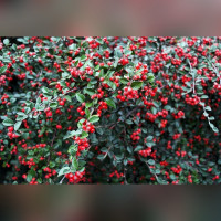 Кизил плодовый