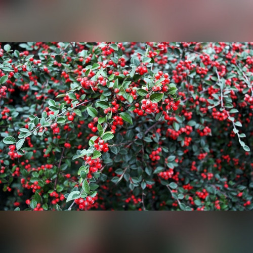 Кизил плодовый