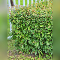 Кизильник блестящий