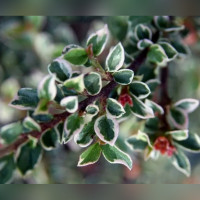 Кизильник горизонтальный Вариегата