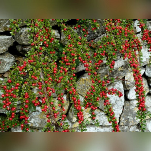 Кизильник горизонтальный