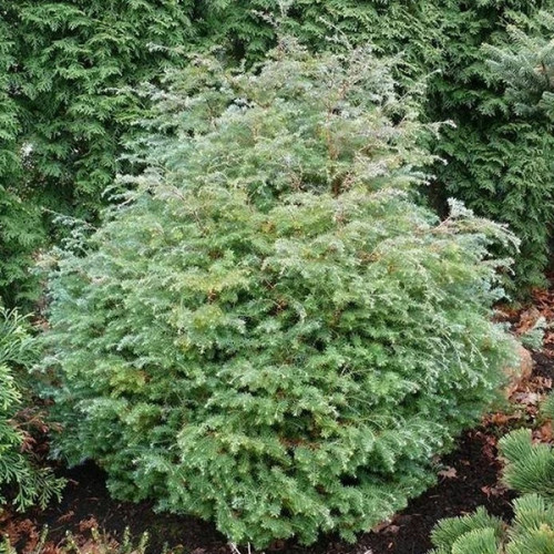 Кипарисовик горохоплодный Сквароза Нана