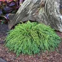 Кипарисовик горохоплодный Филифера Нана