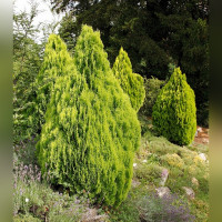 Кипарисовик лавсона «Ивонне» (Chamaecyparis lawsoniana Ivonne)