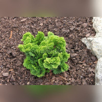 Кипарисовик тупой Нана Грацилис