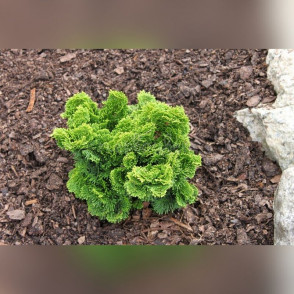 Кипарисовик тупой Нана Грацилис