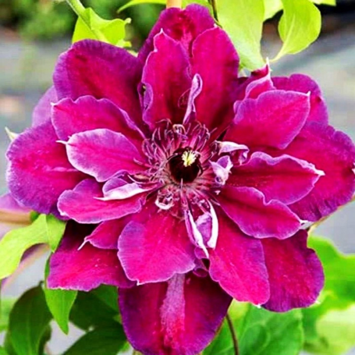Клематис «My Beauty»