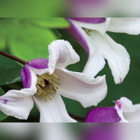 Клематис «Эльф»