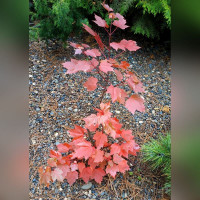 Клен (розовый лист)