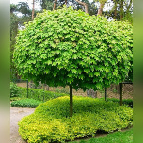 Клен «Глобоза»