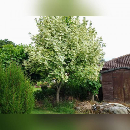 Клен «Друммонди»