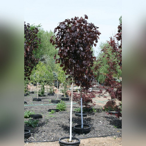 Клен «Кримсон Кинг» на штамбе