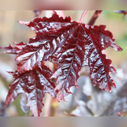 Клен «Кримсон Кинг»