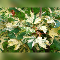 Клен «Низетти» на штамбе