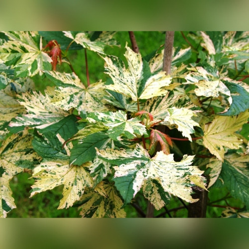 Клен «Низетти» на штамбе