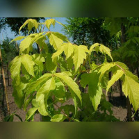 Клен «Одессанум»