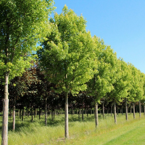 Клен «Пирамидалис»