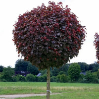 Клен «Пурпур Глобе» на штамбе