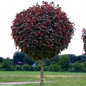 Клен «Пурпур Глобе» на штамбе