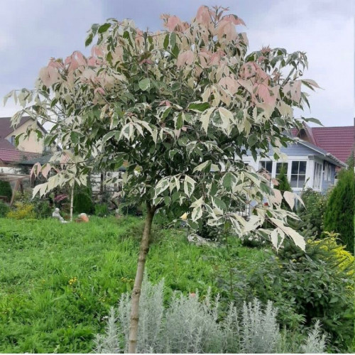 Клен «Фламинго» на штамбе