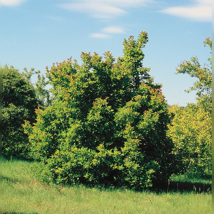 Клен Татарский (Acer tataricum)