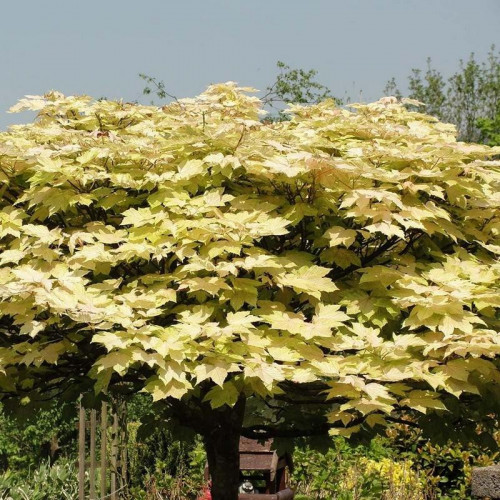 Клен ложноплатановый Бриллиантиссимум