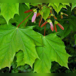 Клен обыкновенный