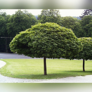 Клен остролистный «Глобозум» на штамбе