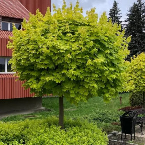 Клен остролистный «Голден Глоб»