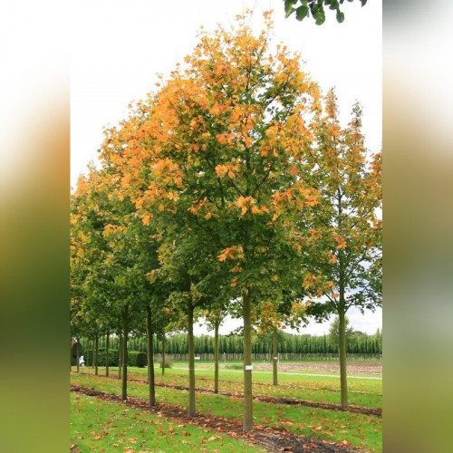 Клен остролистный Дебора