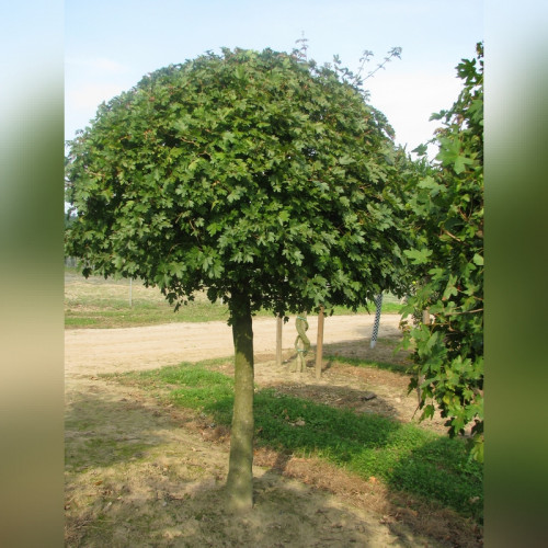 Клен полевой Нанум