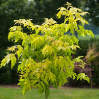 Клен ясенелистный (американский) Келлис Голд