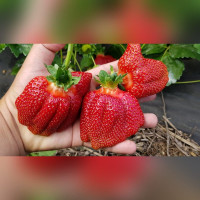 Клубника «Азия»