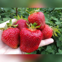 Клубника «Джоли»