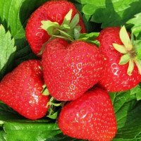 Клубника «Клери»